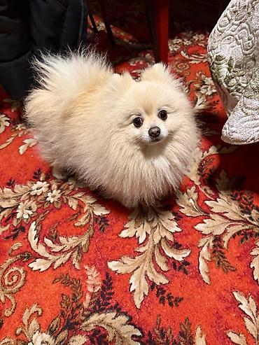 İtlər: Şpitz, 1 il, Erkek — 2