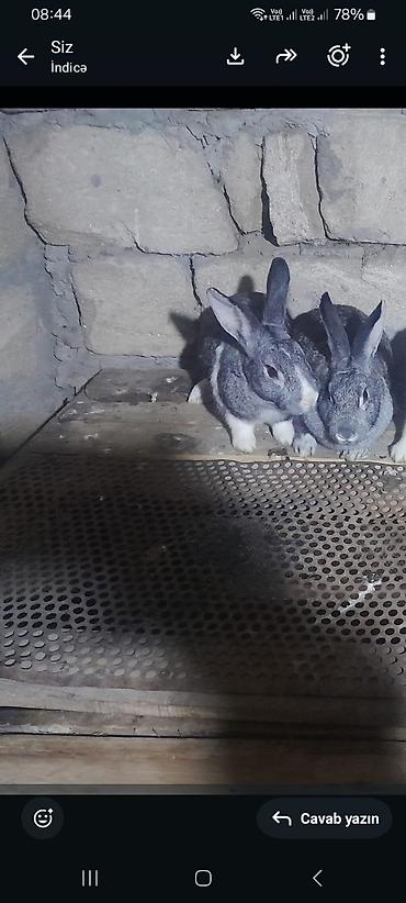 qirmizi bas goyercin: 4dosadi anadi bir ekey di 3disi barter var baxir teklife — 1
