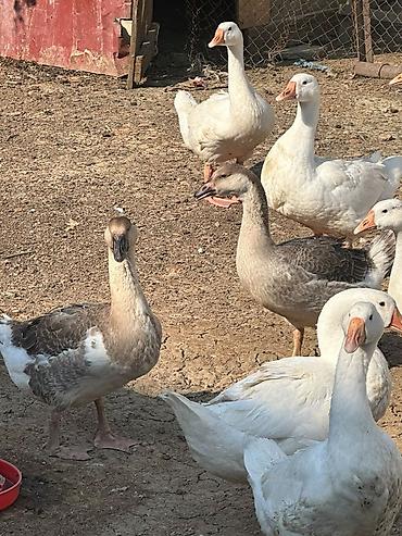 papuqay type 0: Qaz sürüsü – ağ və boz rəngli yerli ətlik/yumurtalıq linda kuban cinsi — 1