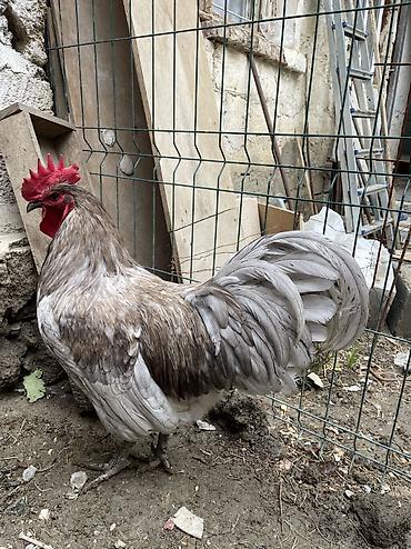 qara australorp: Avstrolop xoruzu satilir 9 ayliq — 3