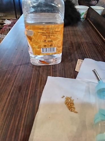 balığ satışı: Meçenos balığı, Sülhsevər — 1
