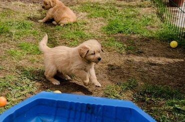 Άλλα: Εξαιρετικά κουτάβια Golden Retriever για δωρεάν υιοθεσία Δεν είμαστε