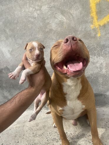 çoban iti: Pitbul, 1 ay, Erkek