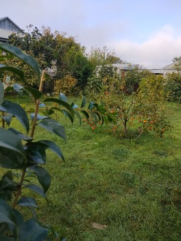 Ağaclar: Məhsul: Meyvə ağacları ilə yaşıllıq sahəsi (həyətyanı bağ)Günəşli — 7
