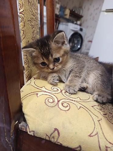 Pişiklər: Britan, Yaxşı əllərə — 6