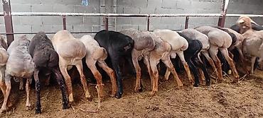 Баран, овца: Продаю | Баран (самец) | Для разведения — 4