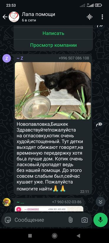 Отдам даром кошку: Девочка