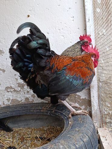 Toyuqlar: Toyuq, Damazlıq, Ödənişli çatdırılma, Ünvandan götürmə — 5