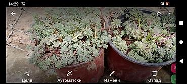 Ostale kućne biljke: Sobne i ukrasne biljke u saksijama – više vrsta - Syngonium — 14