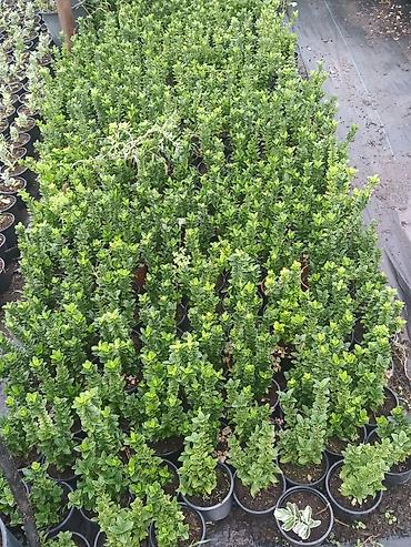 dibcek gulleri adlari: Bitki: Euonymus japonicus (Hirpak, həmişəyaşıl euonimus) Formalar — 1