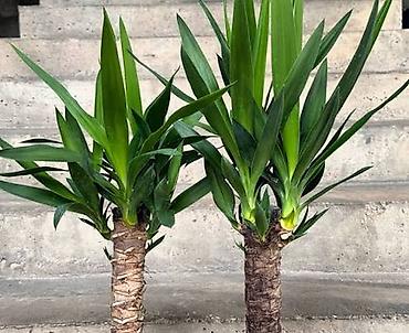 pixta agaci: Yucca: hətta yeni başlayanlarla birlikdə gedən sərt gözəllik. Bütün — 2