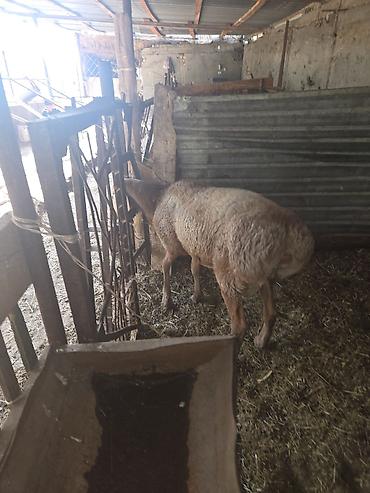 Баран, овца: Продаю | Баран (самец) — 2