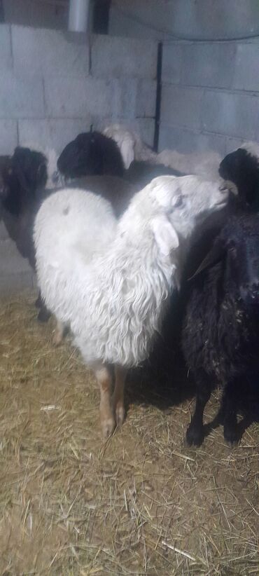 Животные: Продаю | Овца (самка), Баран (самец)