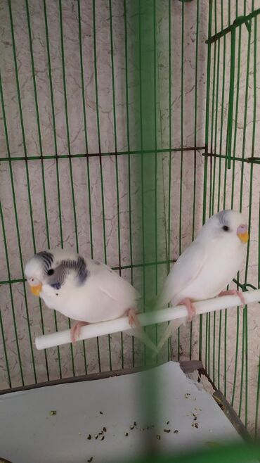 смарт рич кофе для похудения: Biri 10 azn. saglamdi evde yumurtadan cixib baxilib.texmini 4 ayliq