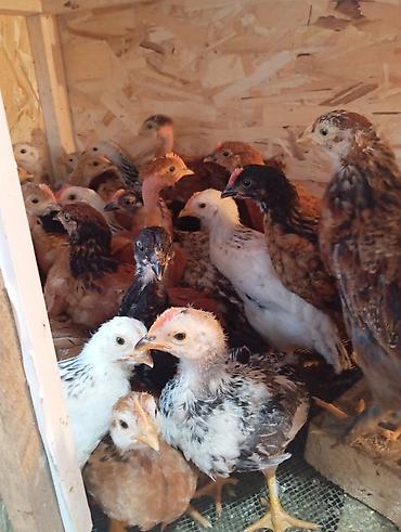 Куры, петухи: Продаю | Цыплята | Для разведения — 12