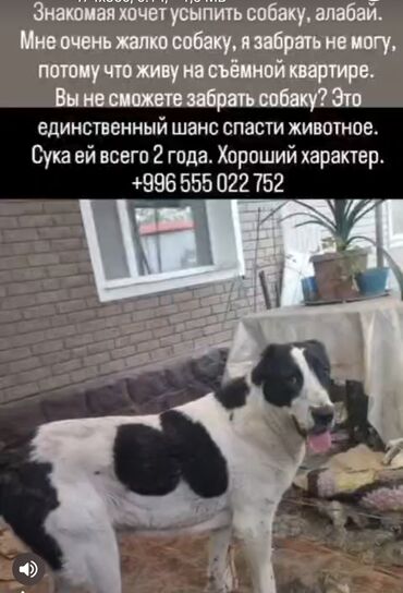 куда можно отдать собаку в бишкеке: Собака даром: 4 месяца, Самец