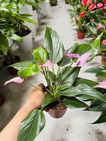 антуриум цветы: Антуриум (Anthurium) в горшке — эффектное комнатное растение с — 4