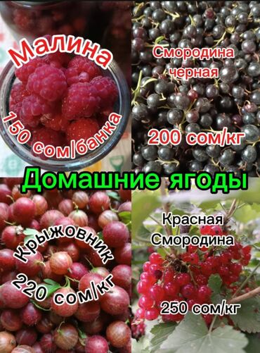 украшения для елки: Ягоды на заказ малина 150 сом/банка крыжовник 220 сом/кг чёрная