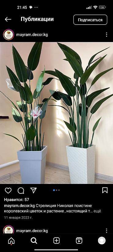 Декоративные цветы: Искусственные деревьяи цветы для вашего интерьера Адрес: г. Бишкек. ул — 13