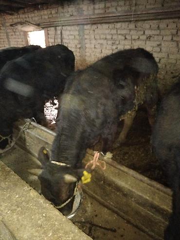 Коровы, быки: Продаю | Бык (самец) | Полукровка | На откорм — 7