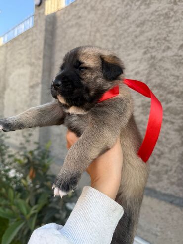 İtlər: Labrador-retriver, 1 il, Dişi, Ünvandan götürmə — 6