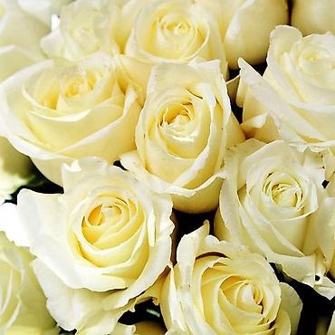 Роза: Саженцы — 9