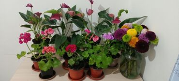 купить водяной насос для полива: Комнатные цветы в горшках - Антуриум (розово-бордовые покрывала