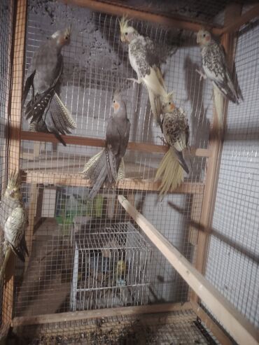 Amadinlər: 25 manatdan 6 dene di tecili satılır iclerinde erkey de var dişide