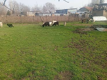 Козы, козлы: Продаю | Коза (самка), Козлёнок | Полукровка, Зааненская | На забой, Для разведения, Для молока | Племенные, Котные — 8