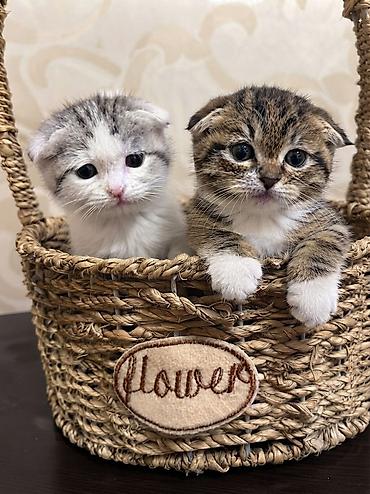 цена вислоухих котят: Шотландские вислоухие котята (Scottish Fold) Очаровательные — 1