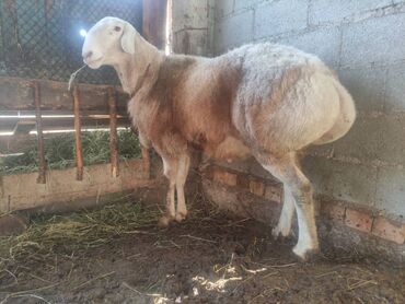 Бараны, овцы: Продаю | Баран (самец) | Арашан | Для разведения — 6