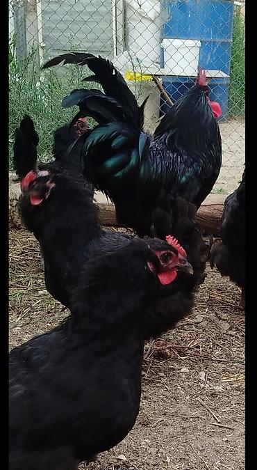 kirpi satisi: Toyuq, Australorp, Yumurtalıq, Ünvandan götürmə, Ödənişli çatdırılma — 2