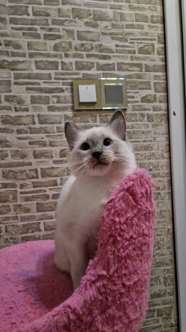 Pişiklər: Dişi, Pulsuz çatdırılma — 2