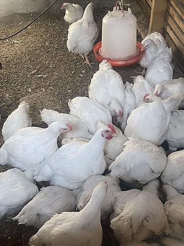филе курицы: 🐔 ПРОДАЮ КУР-БРОЙЛЕРОВ — СВЕЖИЕ, ОТКОРМЛЕННЫЕ Продаются домашние — 2
