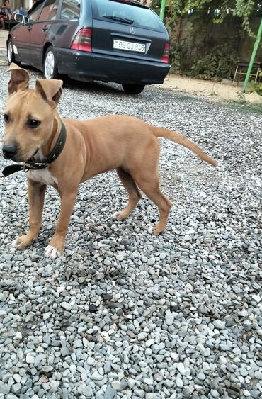 it ve qiz sekilleri: Pitbul, 6 ay, Dişi, Peyvəndli, Ünvandan götürmə