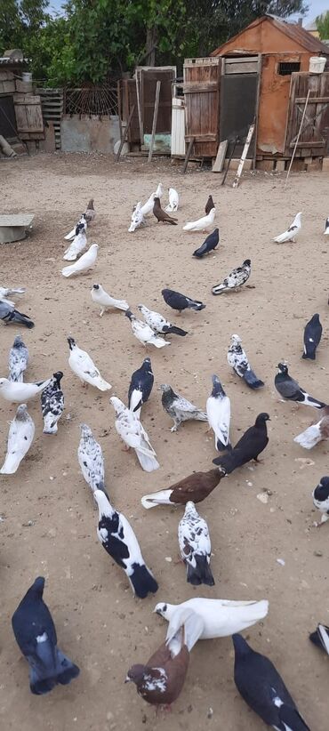 Göyərçinlər: Quşlar satılr @sarayli_qusbaz_agaselim — 3