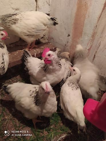 Toyuqlar: Serebrist fereler 6.50 xoruzlar 7 manatdan ünvan Hökməli 40 denedi tam — 3