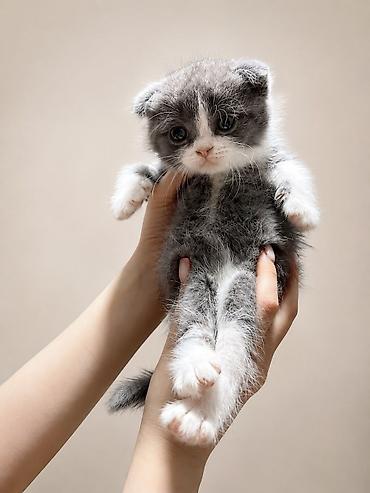 scottish fold qiyməti: Şotland, Dişi, Erkək — 3