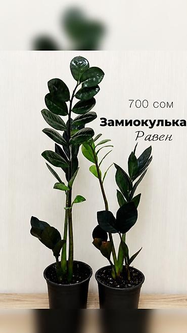 pinky clean бишкек: Комнатные растения в наличии🌿 Как всем известные, так и редкие — 10