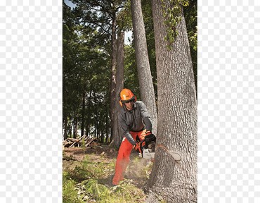 однушка недорого в Кыргызстан | ДОЛГОСРОЧНАЯ АРЕНДА КВАРТИР: Пилим сложные опасные деревья быстро и недорого