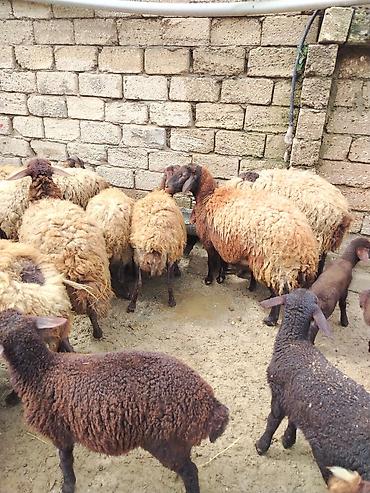 Qoyunlar, qoçlar: Satılır: Qoyun sürüsü - Növ: yerli xalı/xar (uzunquyruq, yağlı — 23
