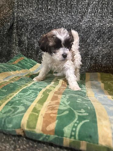 İtlər: Pudel, 1 ay, Dişi -da lalafo.az — 5 İtlər: Pudel, 1 ay, Dişi — 5