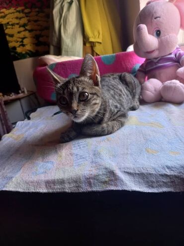объявление о находке документов: Потерялся !!! Котёнок, мальчик 3 месяца откликаеться на барсика или
