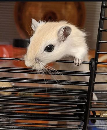 Хомяки: Продаются хомячки джунгарские, сирийские, ангорские пушистые хомячки — 18