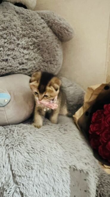 Pişiklər: Dişi — 14