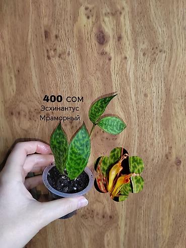 Другие комнатные растения: Комнатные растения — саженцы и черенки. 1) Живое дерево (лечебное) — — 3