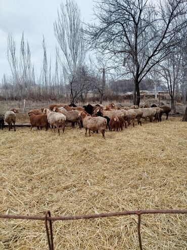 продажа попугаев жако: Продаю | Овца (самка), Ягненок | Полукровка, Арашан | Для разведения | Матка, Ярка