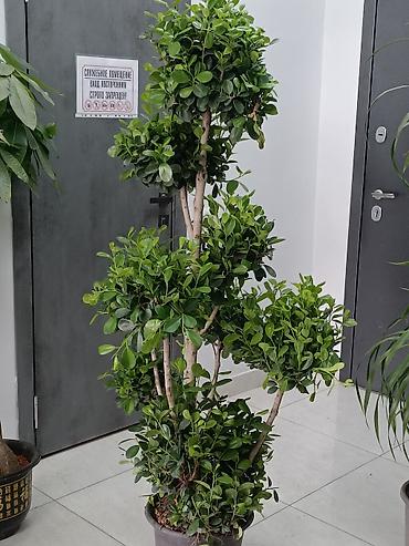 Другие комнатные растения: ПРОДАЮ КОМНАТНЫЕ РАСТЕНИЯ! 🌱 Бамбук — 3000 сом 🌳 Бонсай — 4100 сом 🌳 — 21