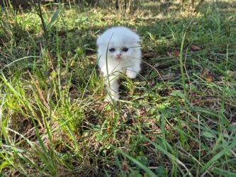 pişik sahiblendirmek: Британская вислоухая, Самка, В добрые руки, Самовывоз