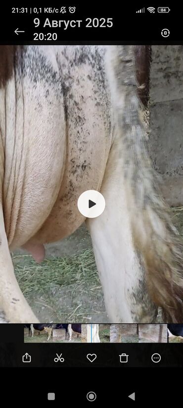 домик для кошки многоуровневый: Продаю | Корова (самка) | Голштин | Для разведения, Для молока | Стельные